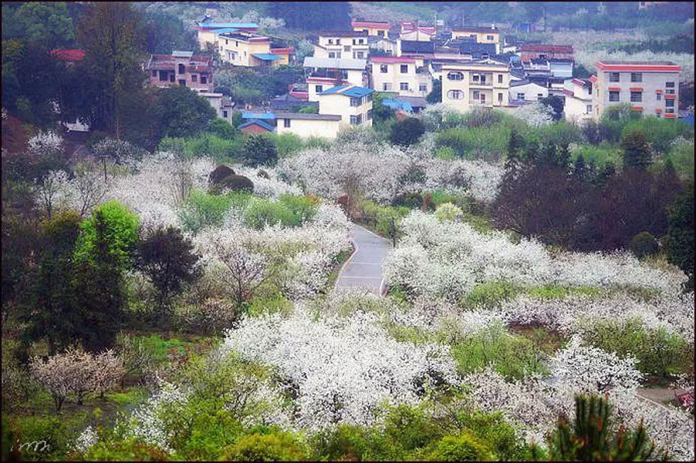 【春天,广西桂林灌阳县向您发出邀请!】我们在灌阳看梨花 - 游山玩水 - 红河生活社区 - 红河28生活网 honghe.28life.com
