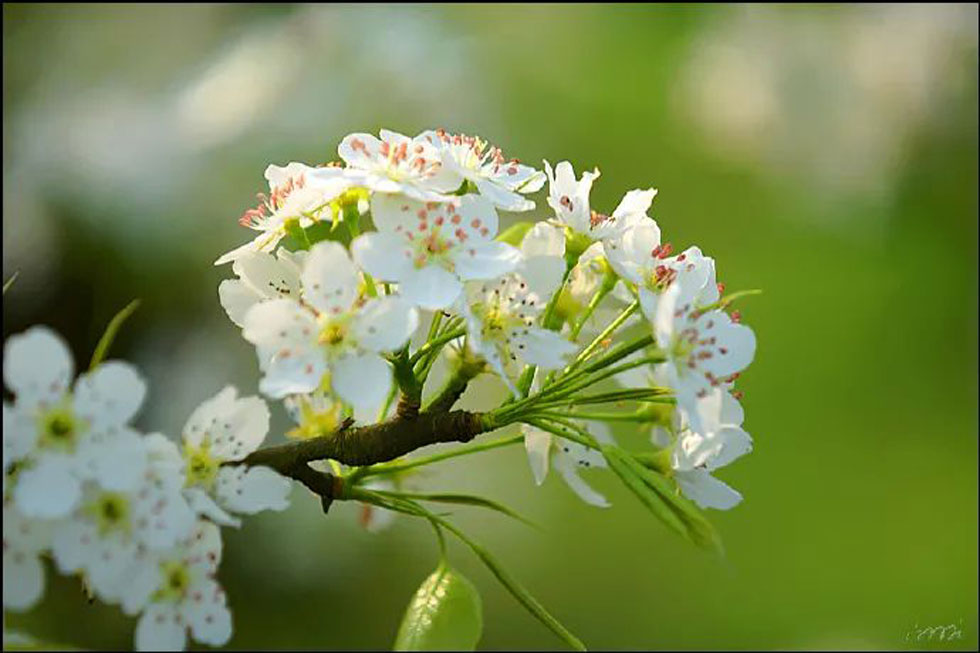 【春天,广西桂林灌阳县向您发出邀请!】我们在灌阳看梨花 - 游山玩水 - 红河生活社区 - 红河28生活网 honghe.28life.com