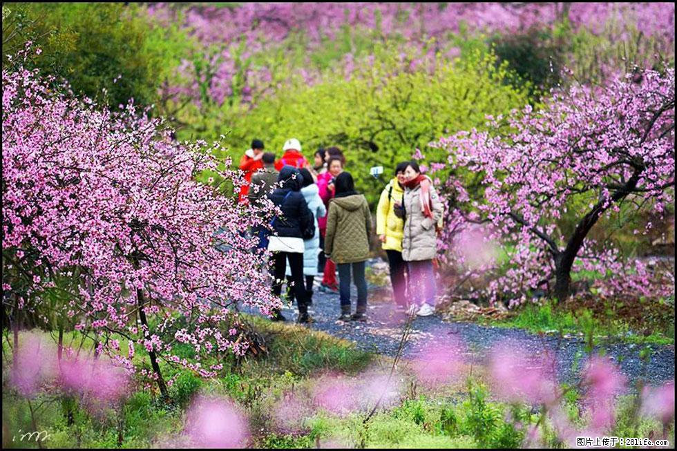 【春天,广西桂林灌阳县向您发出邀请!】官庄村有个醉美的桃花园 - 游山玩水 - 红河生活社区 - 红河28生活网 honghe.28life.com