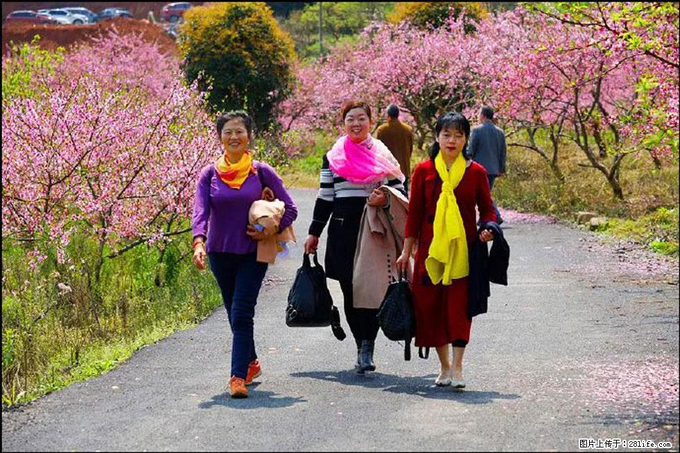 【春天,广西桂林灌阳县向您发出邀请!】官庄村有个醉美的桃花园 - 游山玩水 - 红河生活社区 - 红河28生活网 honghe.28life.com