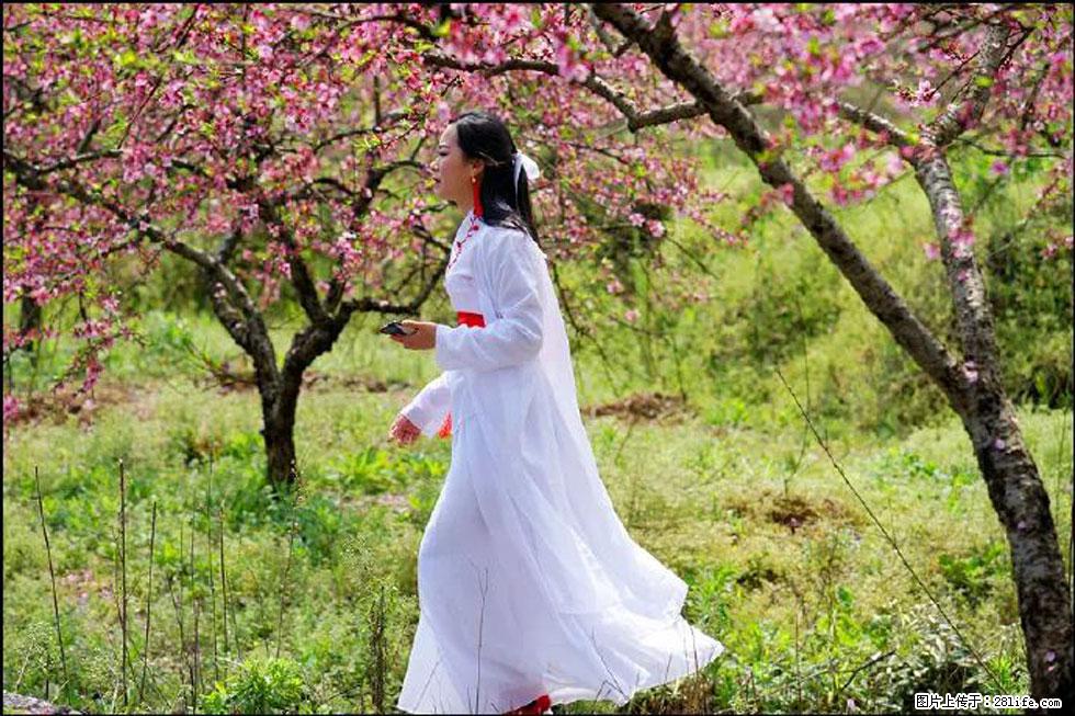 【春天,广西桂林灌阳县向您发出邀请!】官庄村有个醉美的桃花园 - 游山玩水 - 红河生活社区 - 红河28生活网 honghe.28life.com
