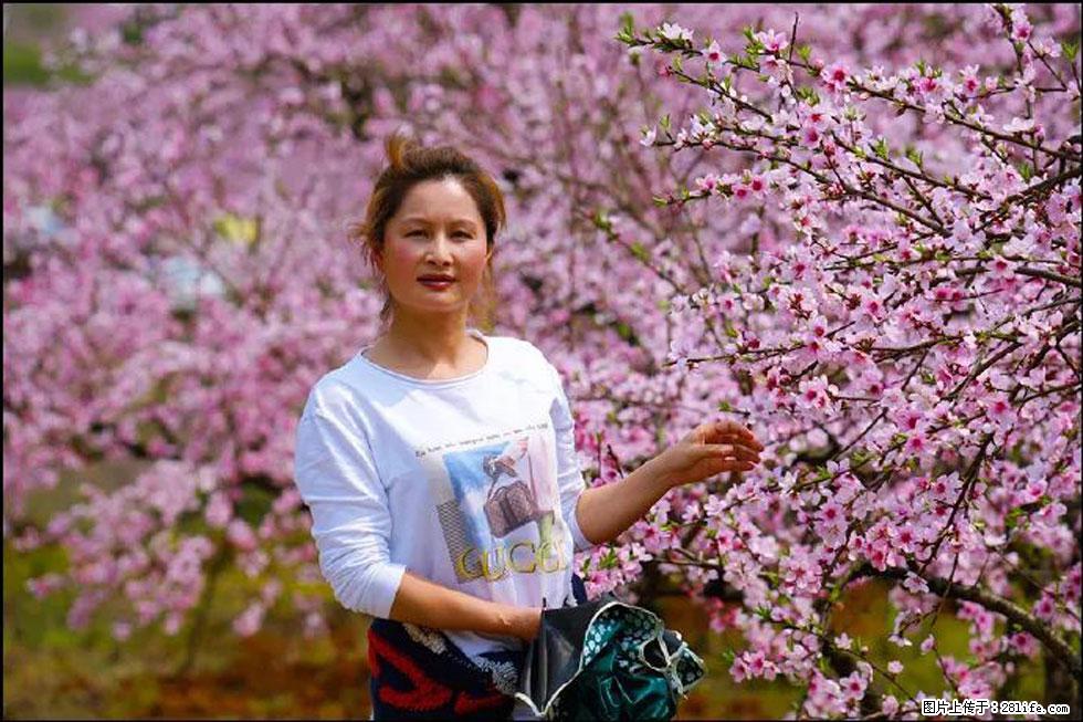 【春天,广西桂林灌阳县向您发出邀请!】官庄村有个醉美的桃花园 - 游山玩水 - 红河生活社区 - 红河28生活网 honghe.28life.com
