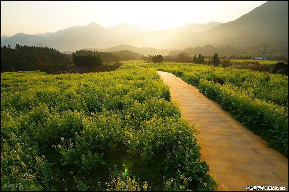 【春天,广西桂林灌阳县向您发出邀请!】长坪村油菜盛情花开 - 游山玩水 - 红河生活社区 - 红河28生活网 honghe.28life.com