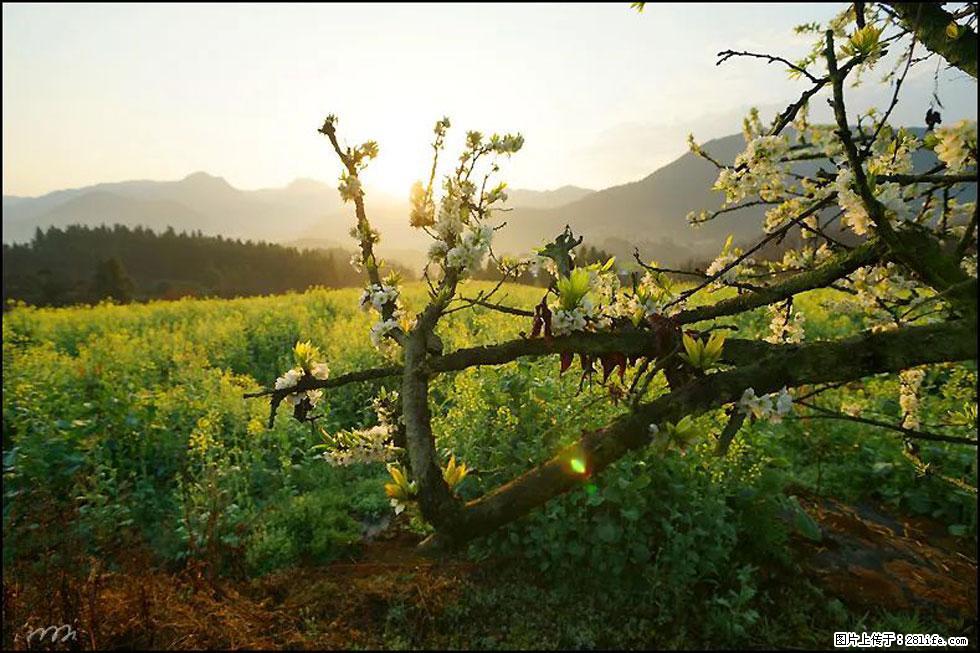 【春天,广西桂林灌阳县向您发出邀请!】长坪村油菜盛情花开 - 游山玩水 - 红河生活社区 - 红河28生活网 honghe.28life.com