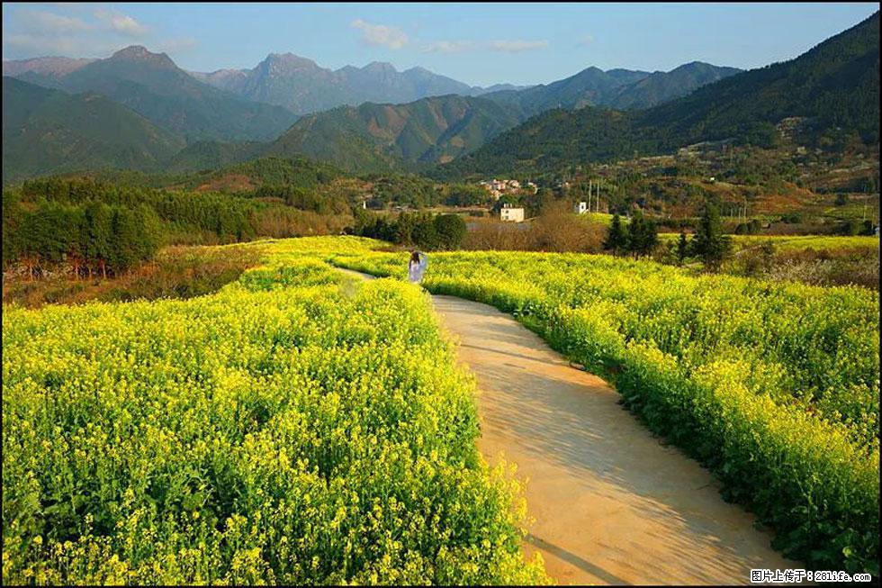 【春天,广西桂林灌阳县向您发出邀请!】长坪村油菜盛情花开 - 游山玩水 - 红河生活社区 - 红河28生活网 honghe.28life.com