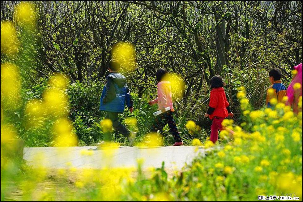 【春天,广西桂林灌阳县向您发出邀请!】长坪村油菜盛情花开 - 游山玩水 - 红河生活社区 - 红河28生活网 honghe.28life.com