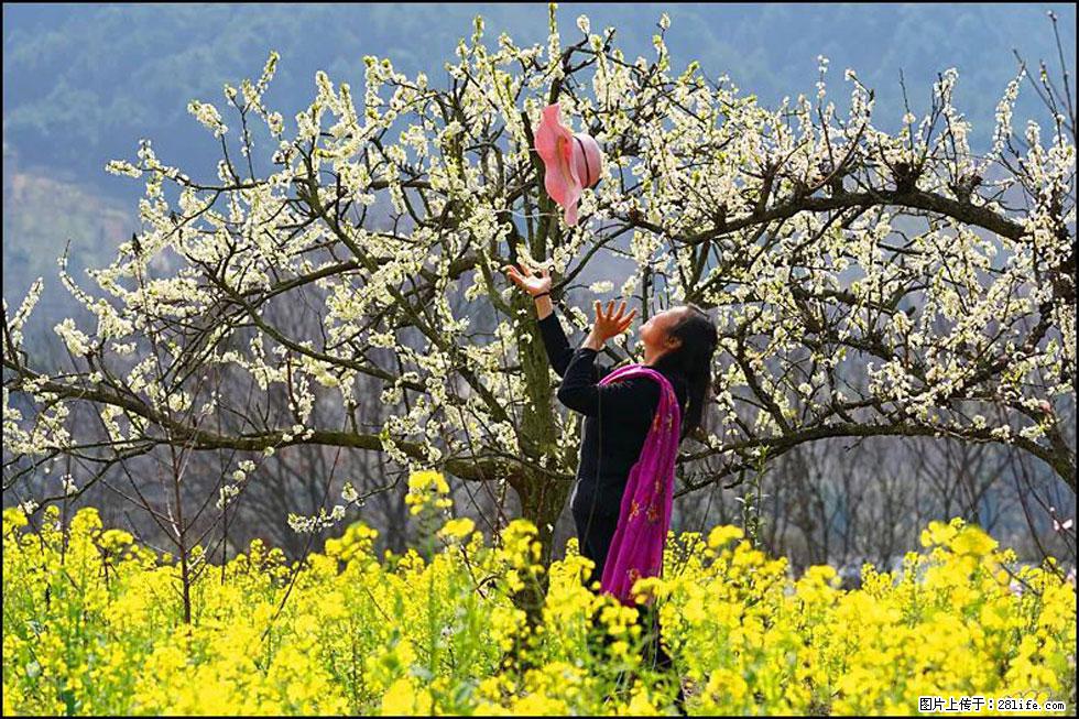 【春天,广西桂林灌阳县向您发出邀请!】长坪村油菜盛情花开 - 游山玩水 - 红河生活社区 - 红河28生活网 honghe.28life.com