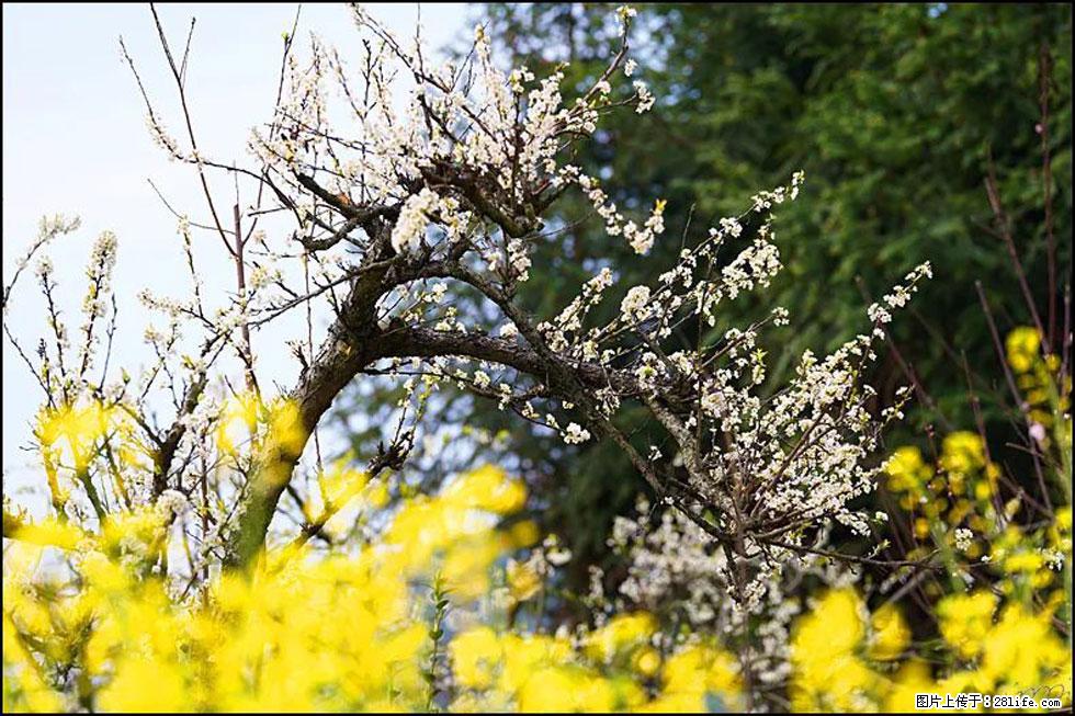 【春天,广西桂林灌阳县向您发出邀请!】长坪村油菜盛情花开 - 游山玩水 - 红河生活社区 - 红河28生活网 honghe.28life.com