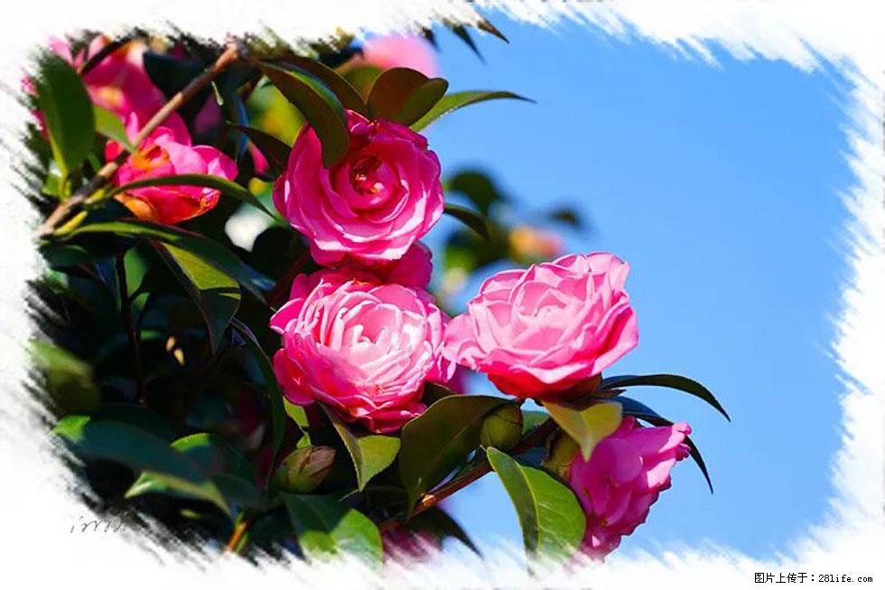 【春天,广西桂林灌阳县向您发出邀请!】杨柳井茶花惹人爱 - 游山玩水 - 红河生活社区 - 红河28生活网 honghe.28life.com