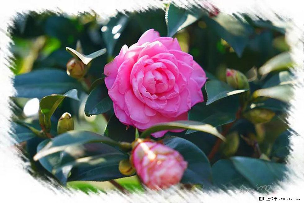 【春天,广西桂林灌阳县向您发出邀请!】杨柳井茶花惹人爱 - 游山玩水 - 红河生活社区 - 红河28生活网 honghe.28life.com