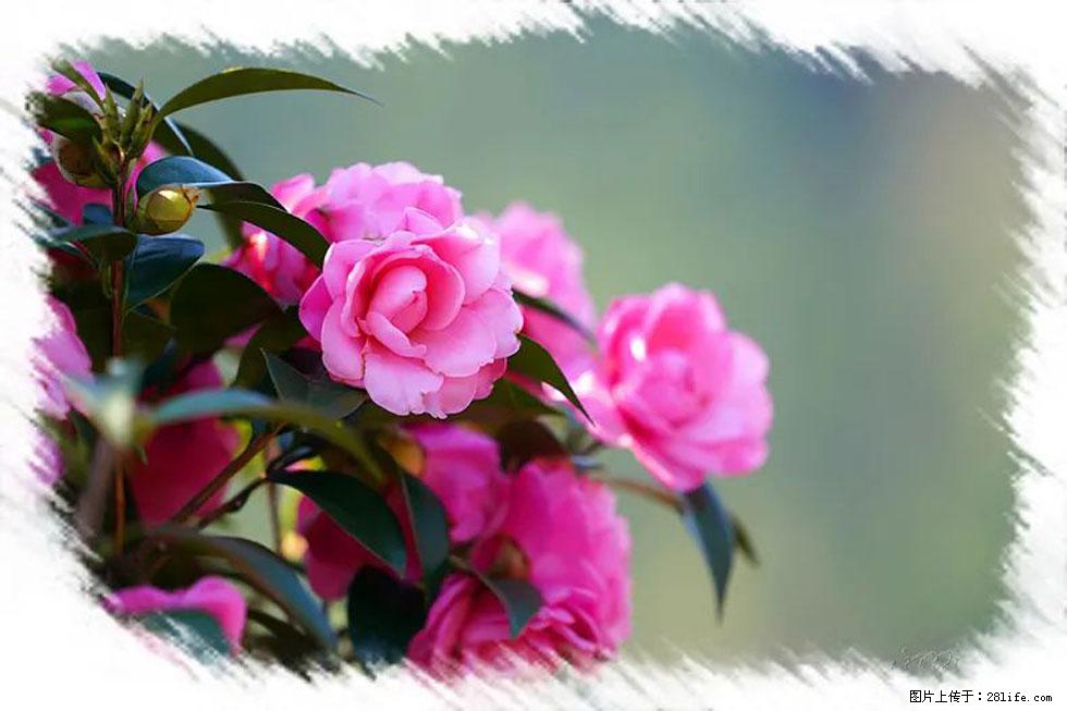 【春天,广西桂林灌阳县向您发出邀请!】杨柳井茶花惹人爱 - 游山玩水 - 红河生活社区 - 红河28生活网 honghe.28life.com