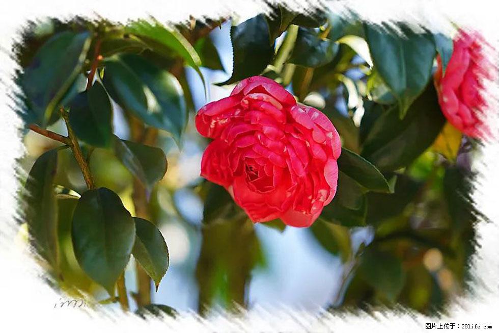 【春天,广西桂林灌阳县向您发出邀请!】杨柳井茶花惹人爱 - 游山玩水 - 红河生活社区 - 红河28生活网 honghe.28life.com