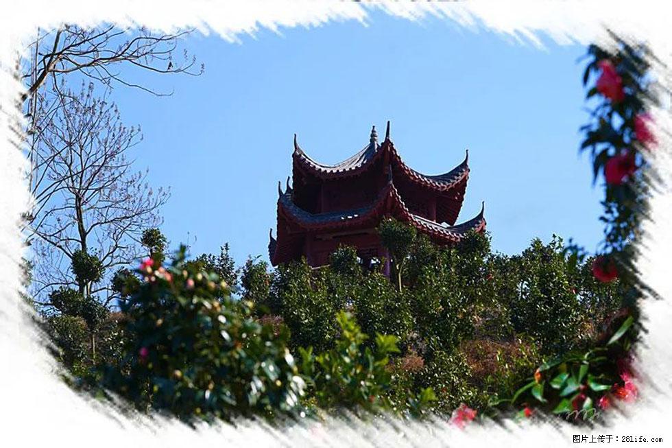【春天,广西桂林灌阳县向您发出邀请!】杨柳井茶花惹人爱 - 游山玩水 - 红河生活社区 - 红河28生活网 honghe.28life.com
