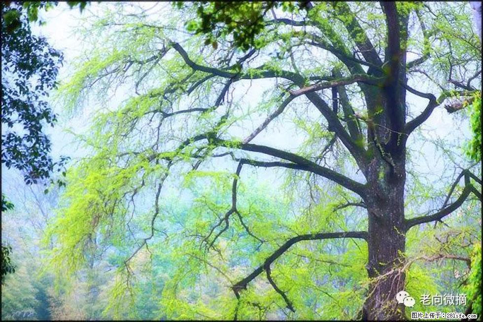 【春天,广西桂林灌阳县向您发出邀请!】在小龙村与春天约会 - 游山玩水 - 红河生活社区 - 红河28生活网 honghe.28life.com
