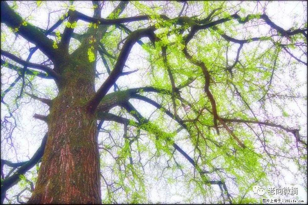 【春天,广西桂林灌阳县向您发出邀请!】在小龙村与春天约会 - 游山玩水 - 红河生活社区 - 红河28生活网 honghe.28life.com