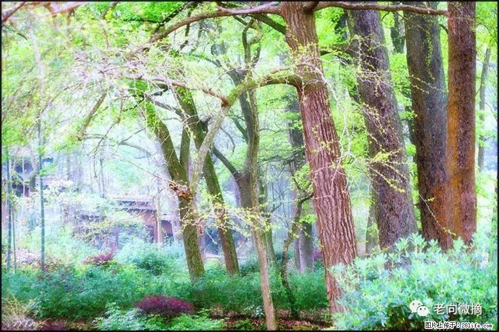 【春天,广西桂林灌阳县向您发出邀请!】在小龙村与春天约会 - 游山玩水 - 红河生活社区 - 红河28生活网 honghe.28life.com