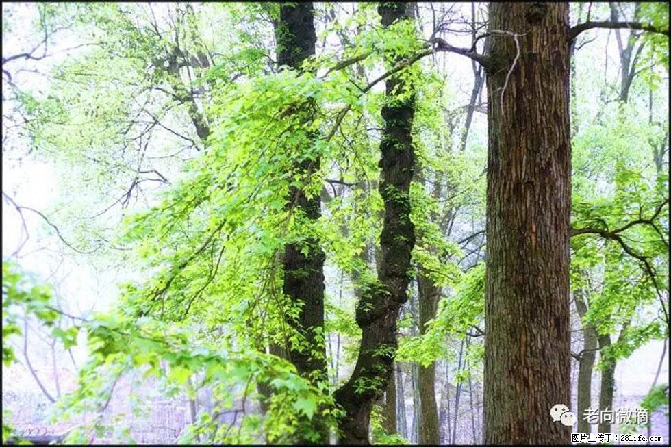 【春天,广西桂林灌阳县向您发出邀请!】在小龙村与春天约会 - 游山玩水 - 红河生活社区 - 红河28生活网 honghe.28life.com