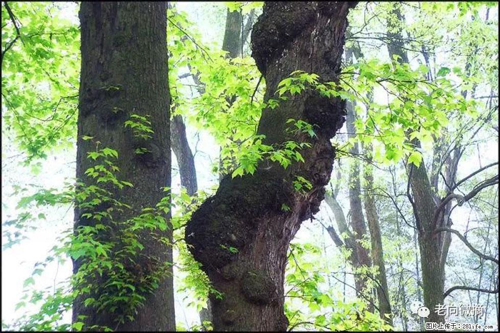 【春天,广西桂林灌阳县向您发出邀请!】在小龙村与春天约会 - 游山玩水 - 红河生活社区 - 红河28生活网 honghe.28life.com