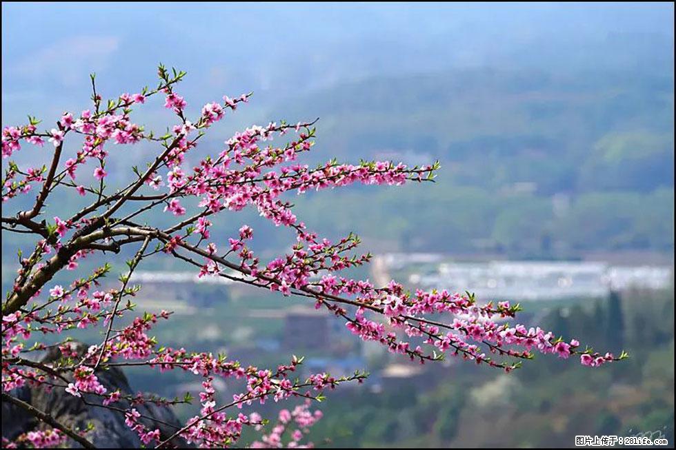 【春天,广西桂林灌阳县向您发出邀请!】望月岭上桃花开 - 游山玩水 - 红河生活社区 - 红河28生活网 honghe.28life.com