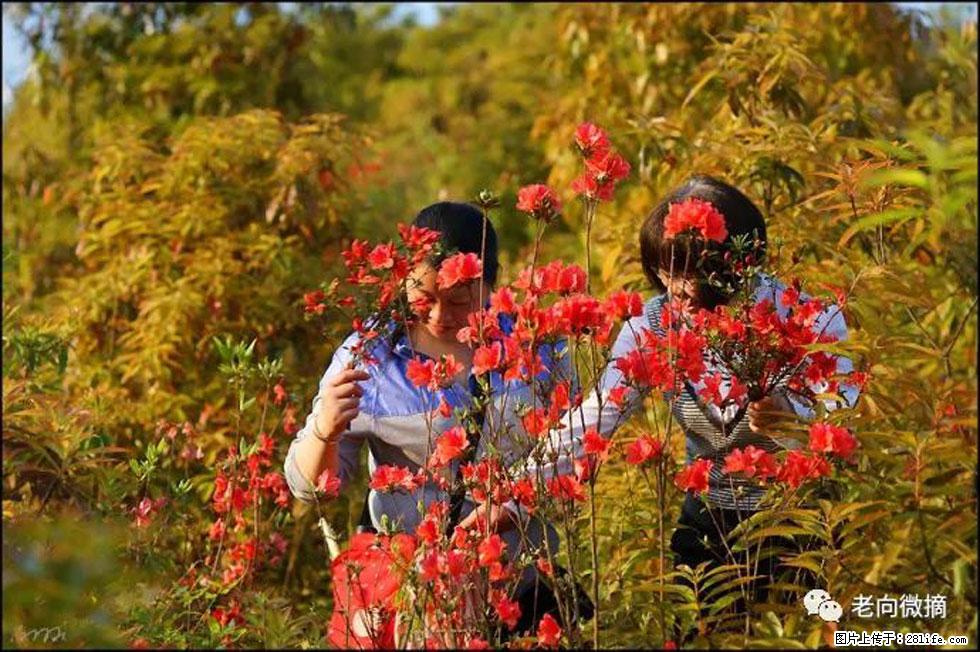 【春天，广西桂林灌阳县向您发出邀请！】登麒麟山，相约映山红 - 游山玩水 - 红河生活社区 - 红河28生活网 honghe.28life.com