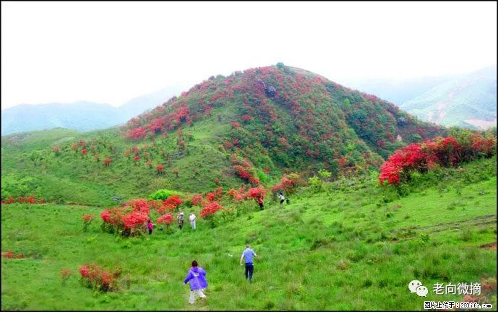 【春天,广西桂林灌阳县向您发出邀请!】宝盖山上映山红 - 游山玩水 - 红河生活社区 - 红河28生活网 honghe.28life.com