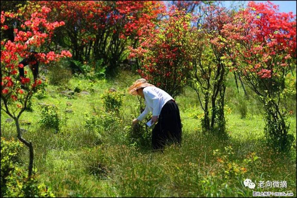 【春天,广西桂林灌阳县向您发出邀请!】宝盖山上映山红 - 游山玩水 - 红河生活社区 - 红河28生活网 honghe.28life.com