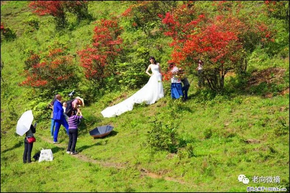【春天,广西桂林灌阳县向您发出邀请!】宝盖山上映山红 - 游山玩水 - 红河生活社区 - 红河28生活网 honghe.28life.com