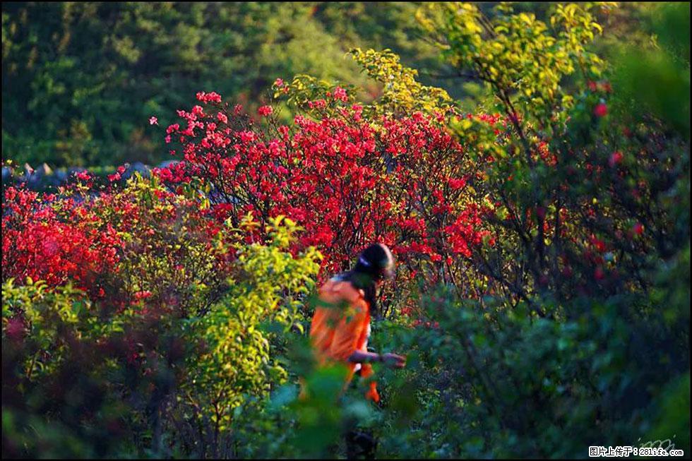 【春天，广西桂林灌阳县向您发出邀请！】春木界上映山红 - 游山玩水 - 红河生活社区 - 红河28生活网 honghe.28life.com