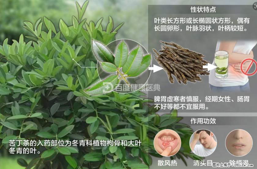 苦丁茶有哪些功效和作用 - 生活百科 - 红河生活社区 - 红河28生活网 honghe.28life.com