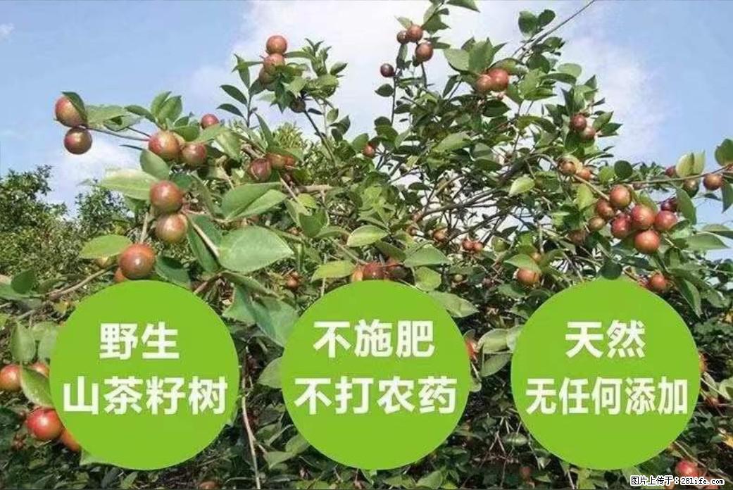 【灌阳县油茶产业示范区】一个有着充实的精神生活的人,对待身外之物自会有一种淡泊的态度 - 美食天地 - 红河生活社区 - 红河28生活网 honghe.28life.com