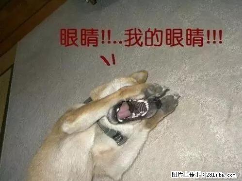笑癫了!一女的怀孕三年未生,他终于忍不住了... - 娱乐八卦 - 红河生活社区 - 红河28生活网 honghe.28life.com