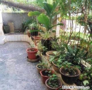 银河二小附近《999富康花园》拎包入住 中装 1楼 带花园 - 红河28生活网 honghe.28life.com