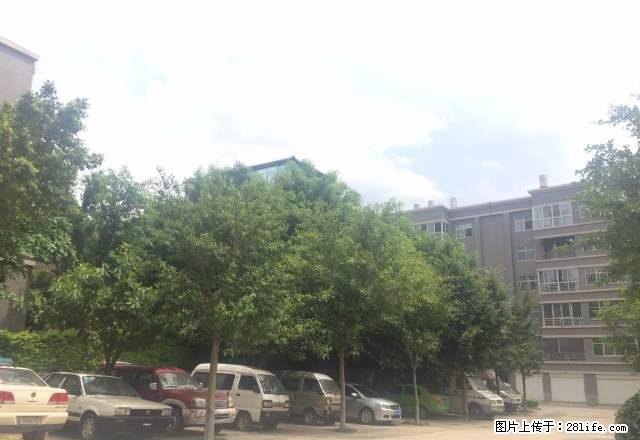 晓龙岛4楼好房出租,小区环境很好,楼层也很好 - 房屋出租 - 房屋租售 - 红河分类信息 - 红河28生活网 honghe.28life.com