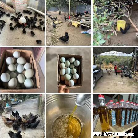 油茶园从小鸡仔开始养起的纯土鸡、土鸡蛋可以预定啦!还有前几天刚榨的纯山茶油哦 - 美食天地 - 红河生活社区 - 红河28生活网 honghe.28life.com