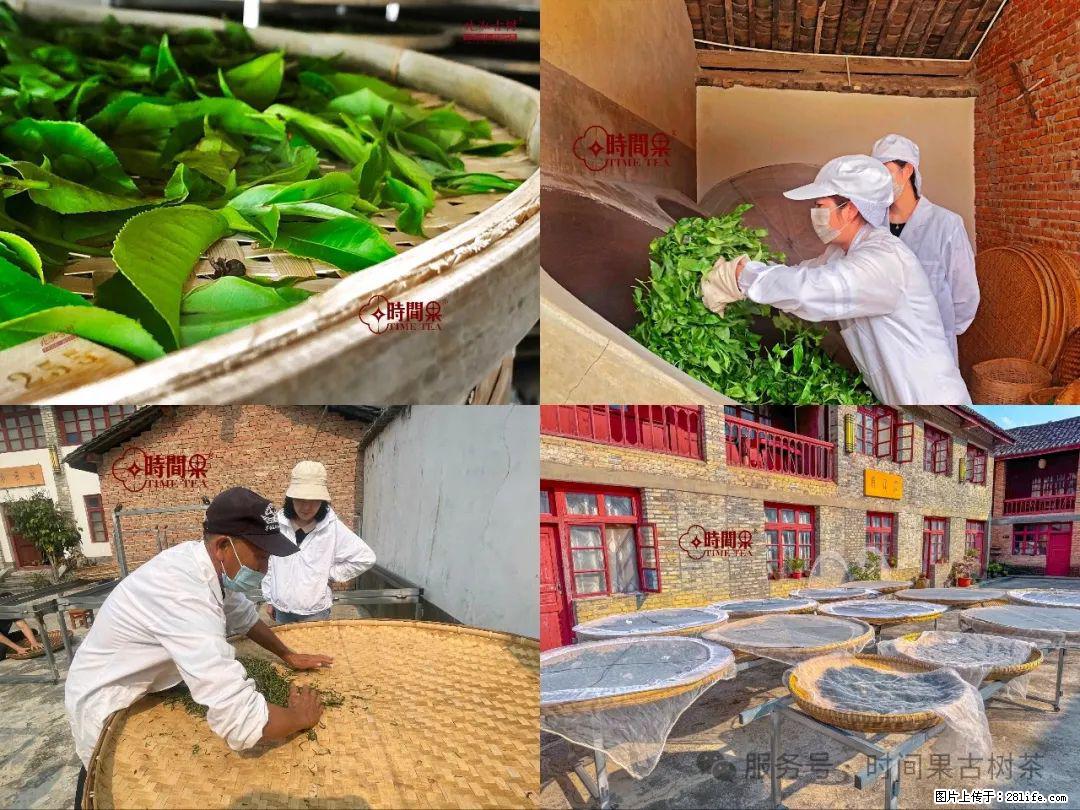 时间果百年古树龙珠普洱生茶 - 购物交流 - 红河生活社区 - 红河28生活网 honghe.28life.com