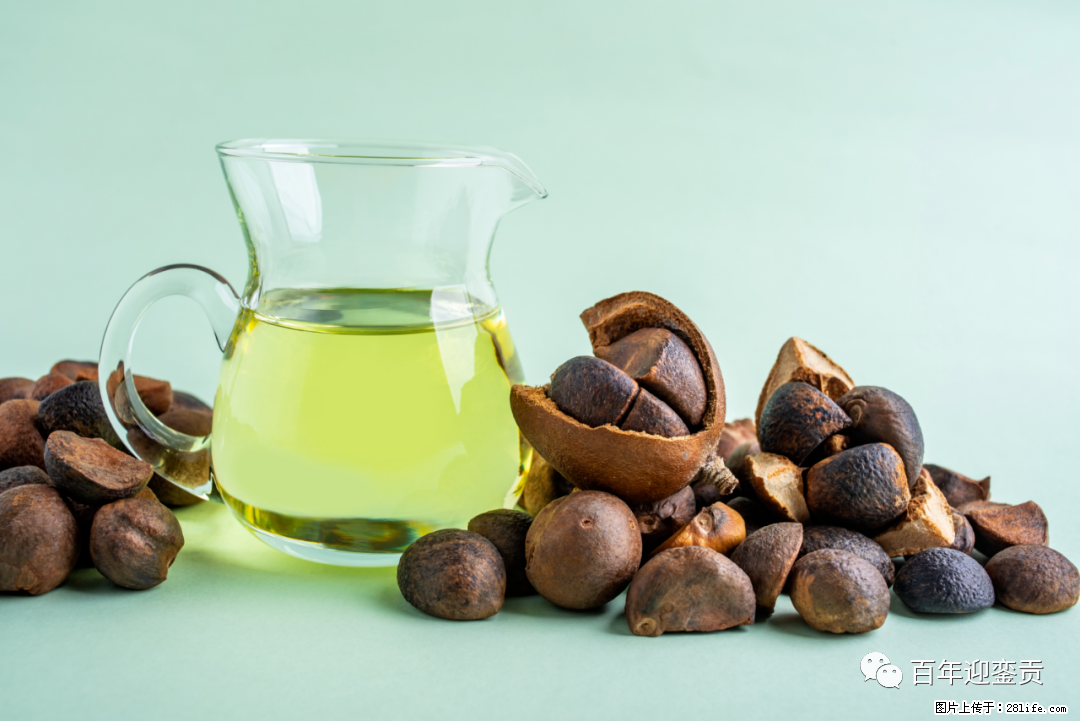 揭秘茶油的5大核心营养成分！被称为人体健康的“守护盾”！ - 红河生活资讯 - 红河28生活网 honghe.28life.com