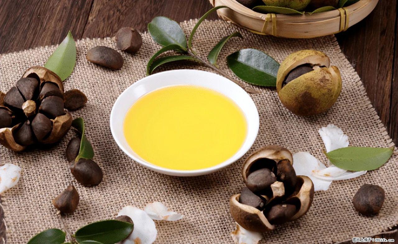 揭秘茶油的5大核心营养成分！被称为人体健康的“守护盾”！ - 红河生活资讯 - 红河28生活网 honghe.28life.com