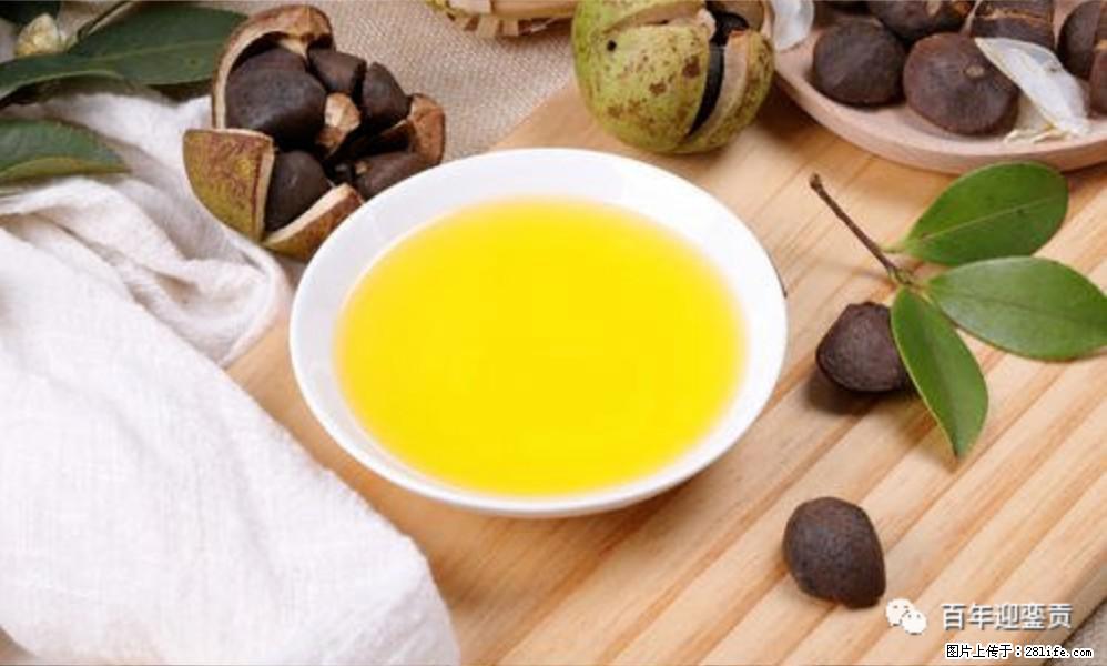 揭秘茶油的5大核心营养成分！被称为人体健康的“守护盾”！ - 红河生活资讯 - 红河28生活网 honghe.28life.com