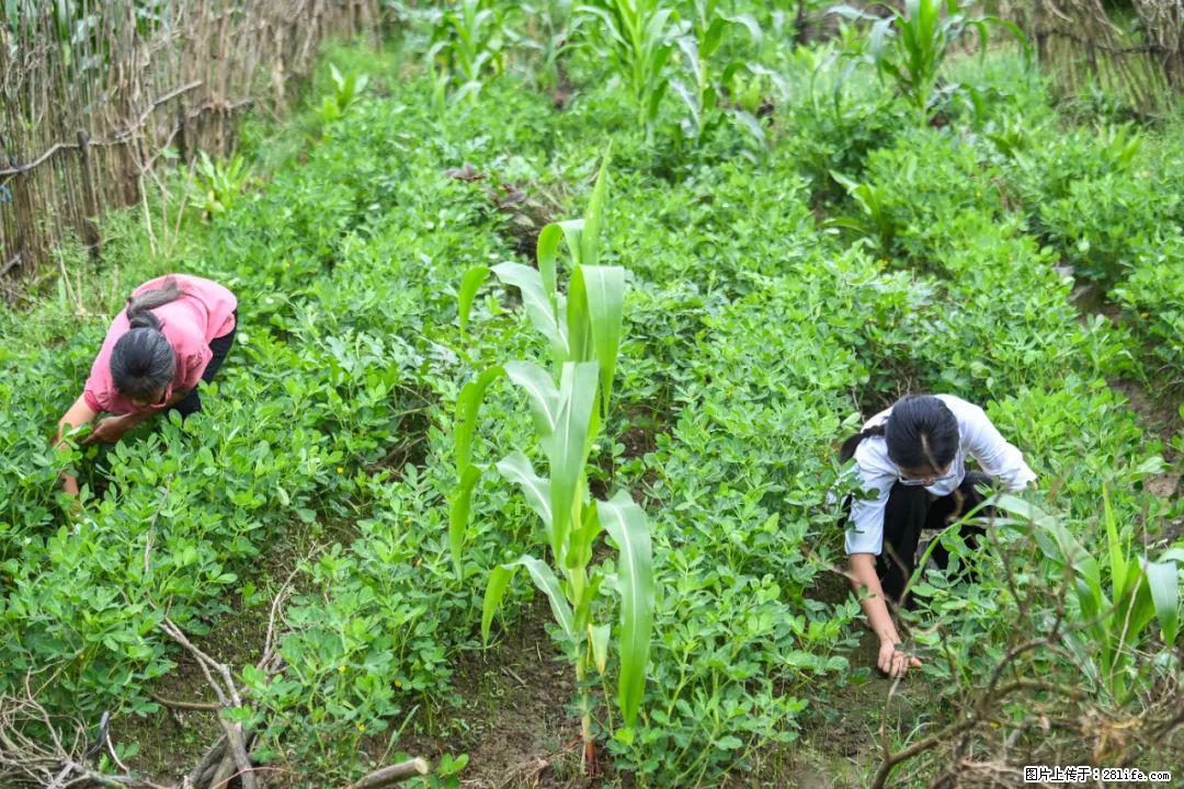 全网追的“扁担女孩”，找了一份暑假工，时薪12元 - 红河生活资讯 - 红河28生活网 honghe.28life.com