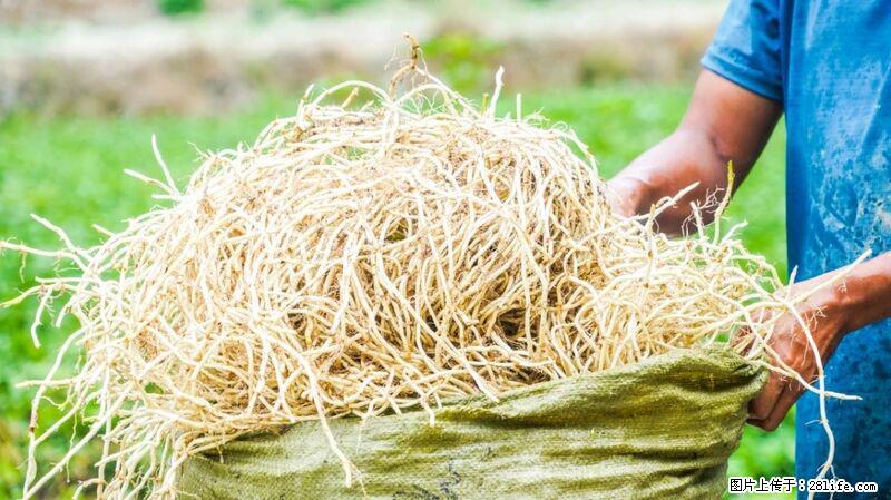 堪称“最难吃”的蔬菜，却是 “抗辐射神器”，还能护肺、清热、止咳化痰！ - 红河生活资讯 - 红河28生活网 honghe.28life.com