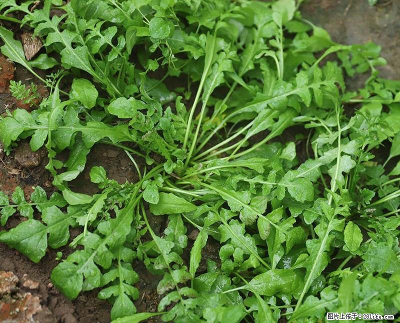 这些蔬菜是“天然钙片”，这6种被医生重点推荐 - 红河生活资讯 - 红河28生活网 honghe.28life.com