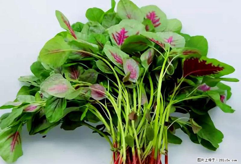 这些蔬菜是“天然钙片”，这6种被医生重点推荐 - 红河生活资讯 - 红河28生活网 honghe.28life.com