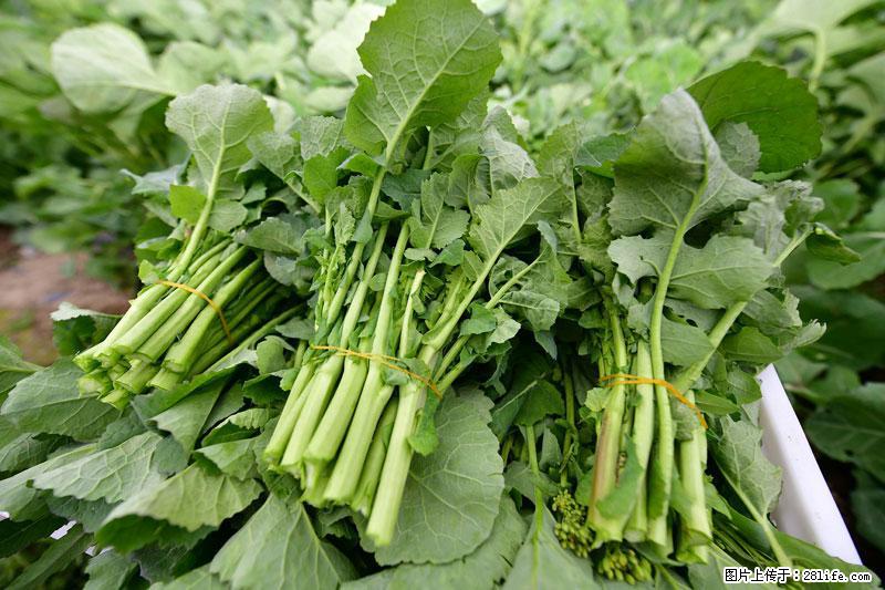 这些蔬菜是“天然钙片”，这6种被医生重点推荐 - 红河生活资讯 - 红河28生活网 honghe.28life.com